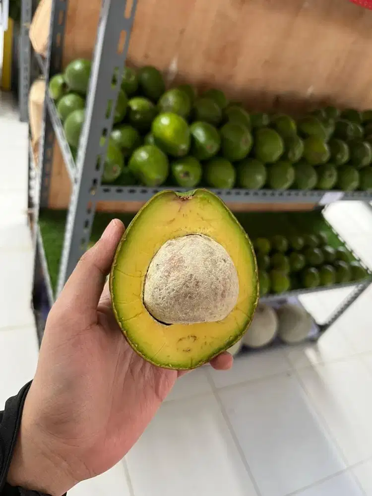 Buah alpukat segar