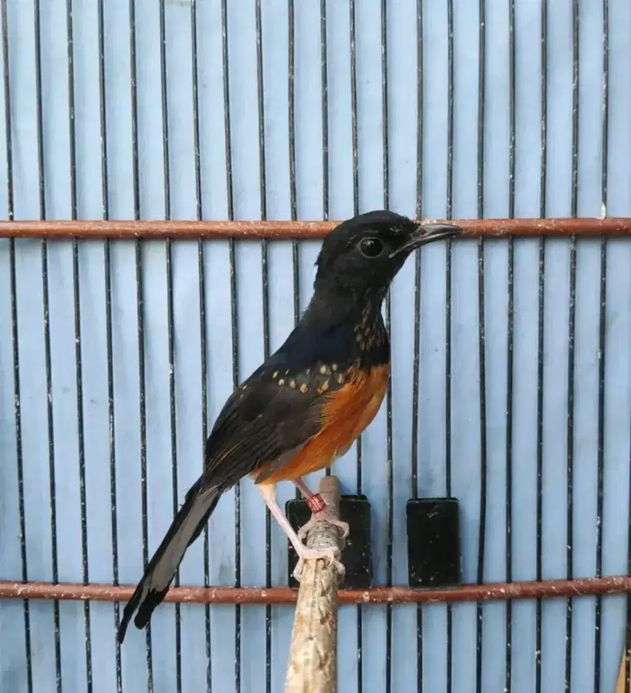 Trotol murai batu jantan trah bahorok
