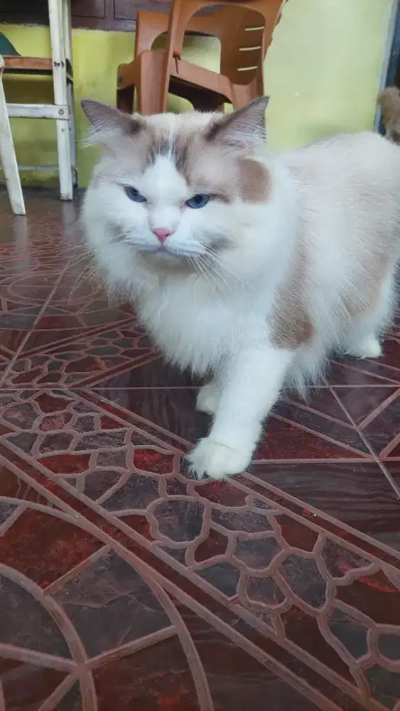 PACAK RAGDOLL GANTENG