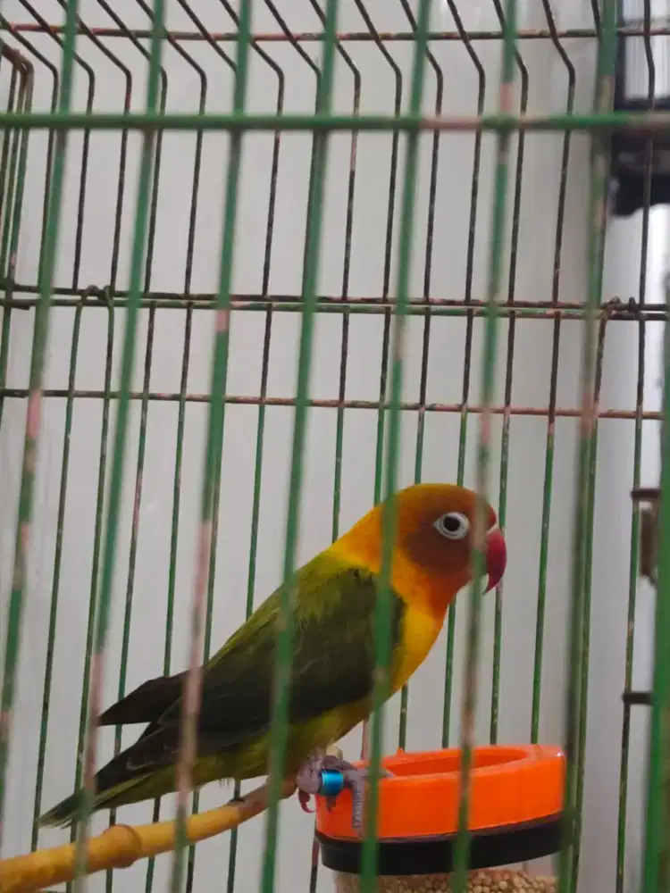 Love berd gratis sangkarnya