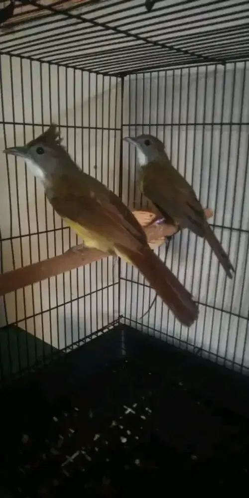 Sepasang jenggot lokal sukabumi