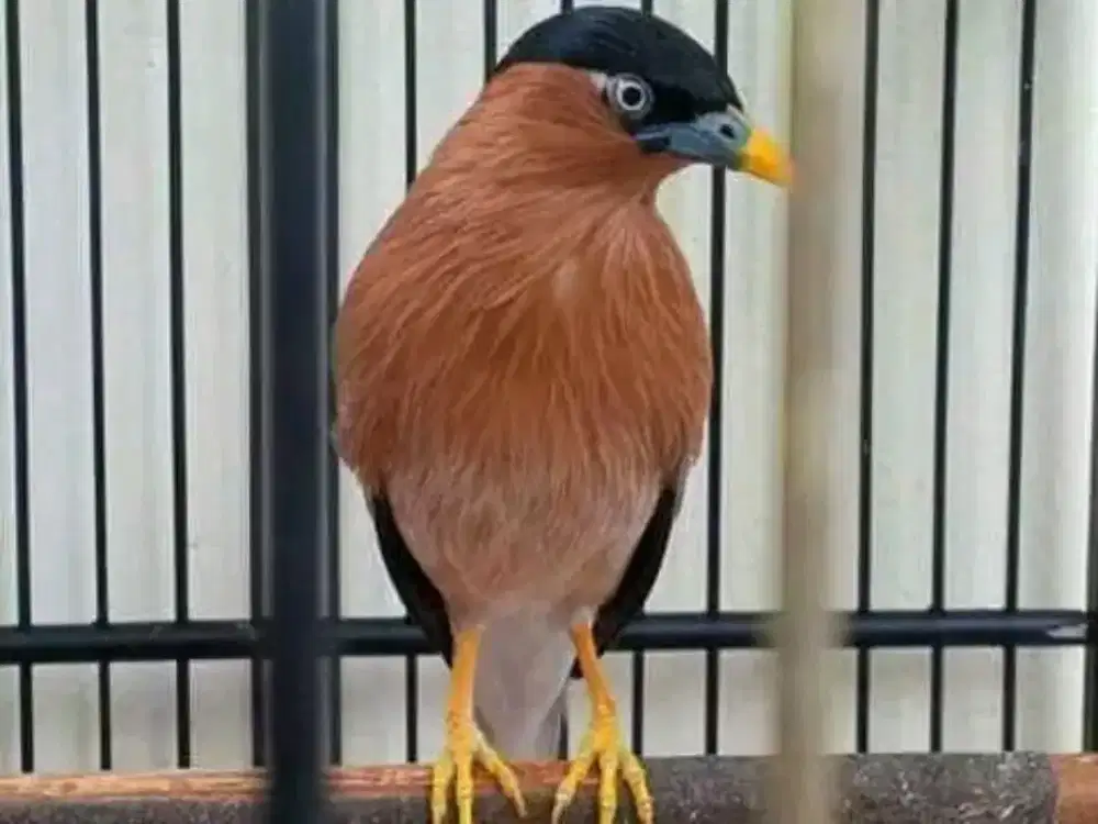 Jalak India mulus