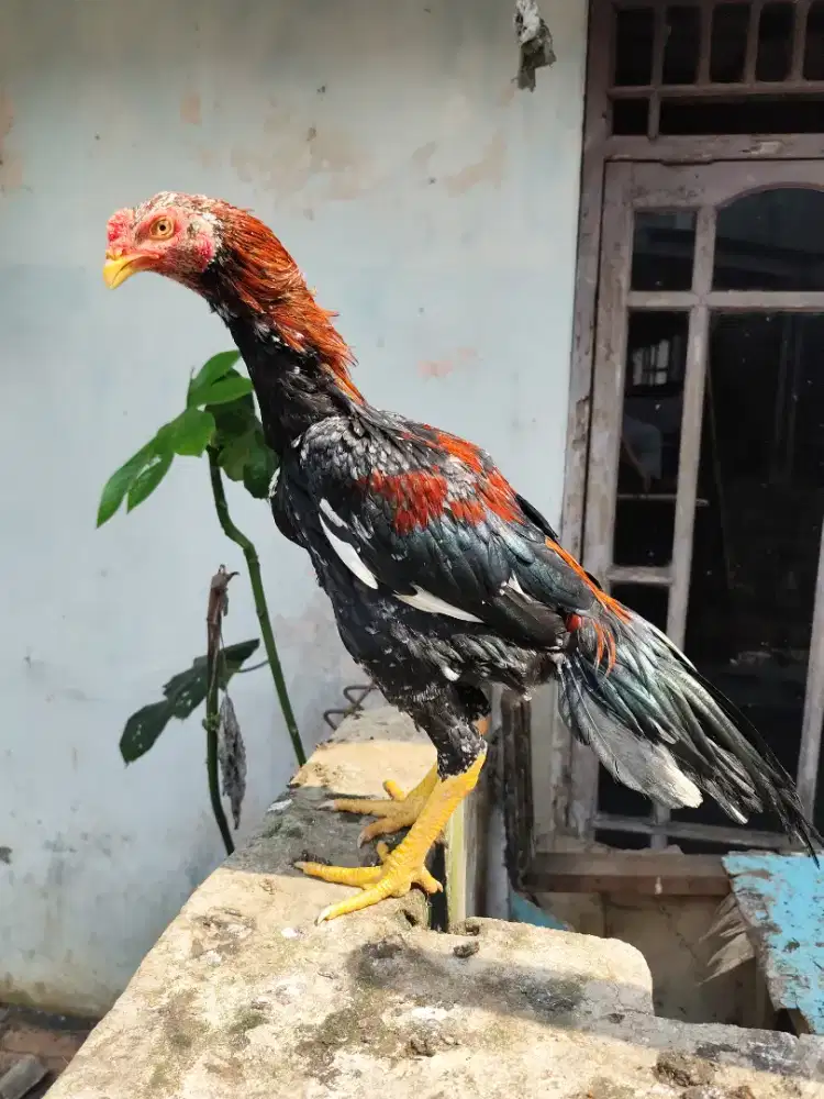 AYAM BANGKOK EKOR LIDI