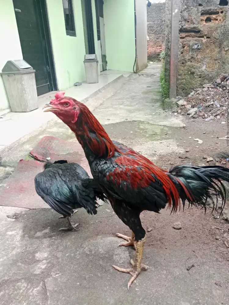 Jual cepat ayam Bangkok sepasang