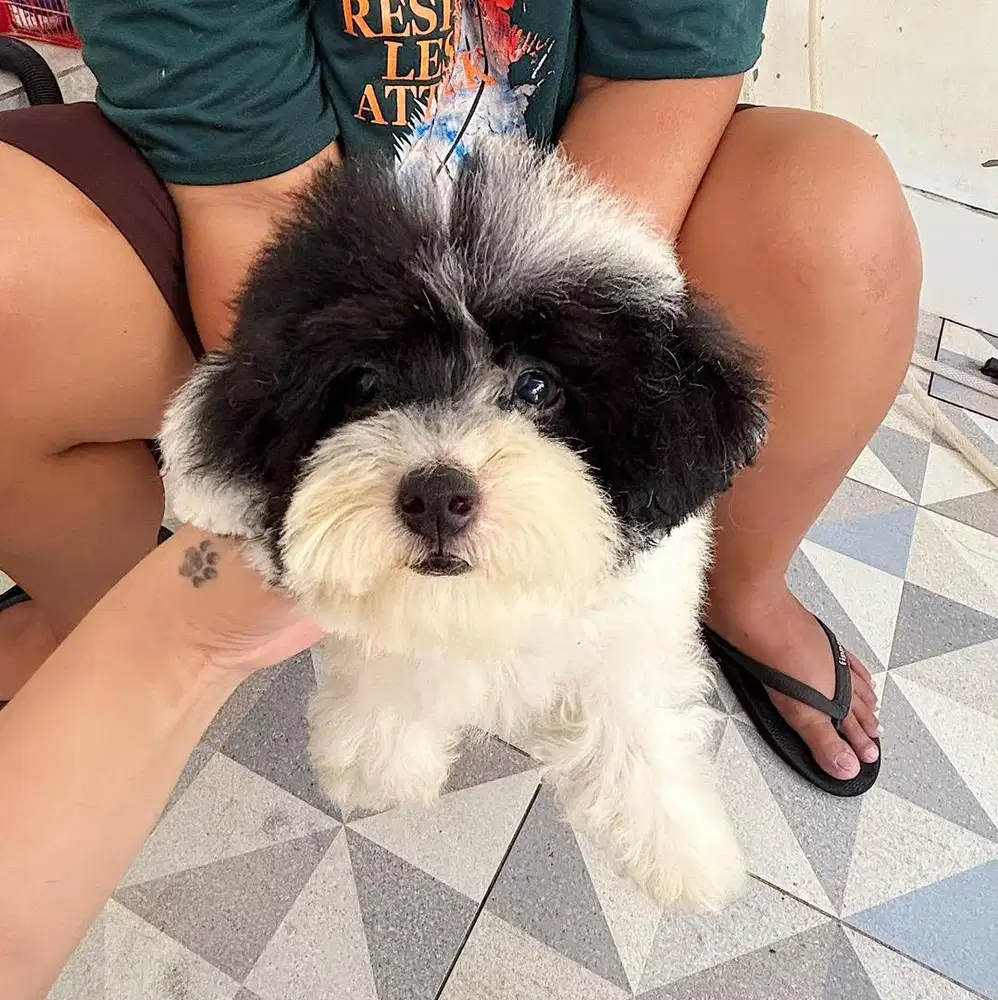 Poodle murah/poodle cewe