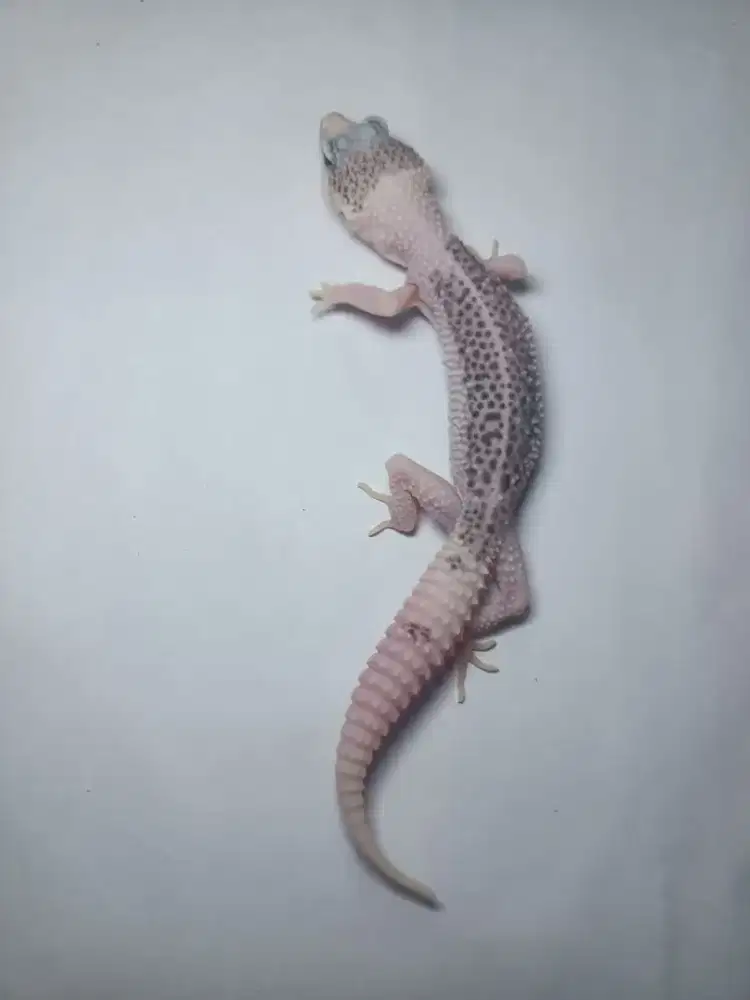 GECKO SUPER PIED FEMALE ( LINE XTREME PIED )