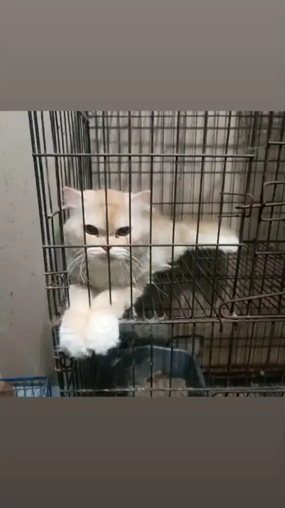 Kucing Persia Mix JANTAN BULU PANJANG