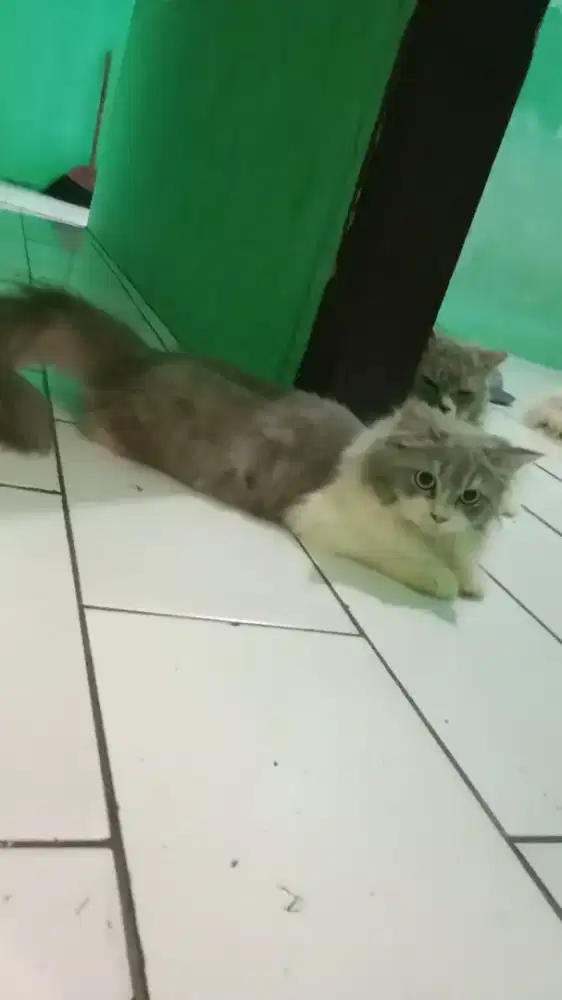 Kucing Persia Jantan
