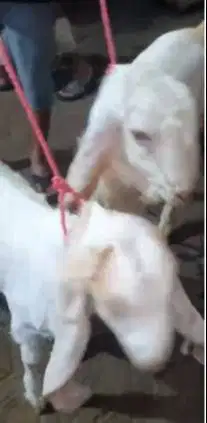 sepasang bakalan kambing etawa senduro 5-6 bulanan TB 60cmUP rawatan