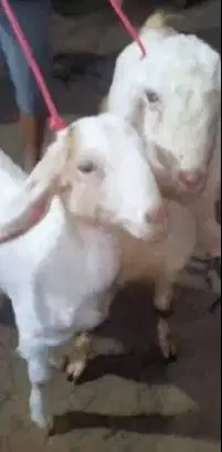 sepasang bakalan kambing etawa senduro 5-6 bulanan TB 60cmUP rawatan