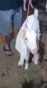 sepasang bakalan kambing etawa senduro 5-6 bln siap ternak budidaya ok