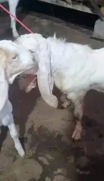 sepasang bakalan kambing etawa senduro 5-6 bln siap ternak budidaya ok