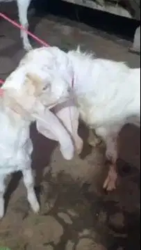 sepasang bakalan kambing etawa senduro 5-6 bln siap ternak budidaya ok