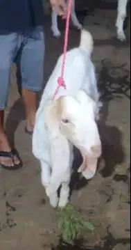 sepasang bakalan kambing etawa senduro 5-6 bln siap ternak budidaya ok