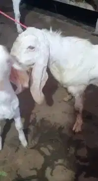 sepasang bakalan kambing etawa senduro 5-6 bln TB 60cmUp siap ternak
