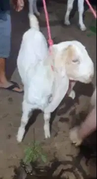 sepasang bakalan kambing etawa senduro 5-6 bln TB 60cmUp siap ternak