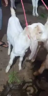 sepasang bakalan kambing etawa senduro 5-6 bulan siap budidaya ternak