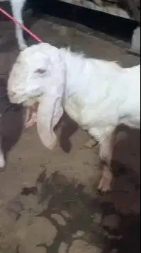 sepasang bakalan kambing etawa senduro 5-6 bulan siap budidaya ternak