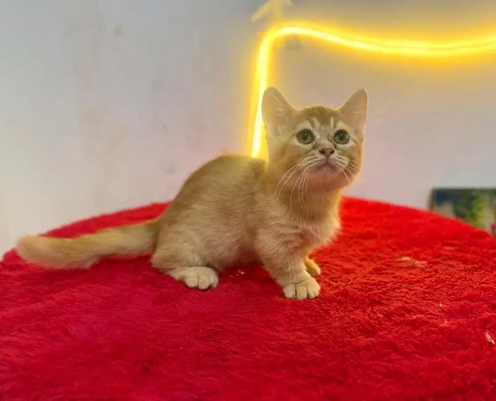 KITTEN MUNCHKIN X PERSIA