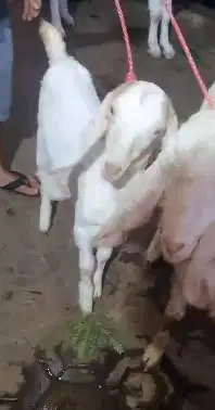 sepasang bakalan kambing etawa senduro 5-6 bulanan siap ternak manteb