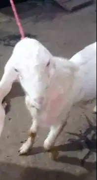 sepasang bakalan kambing etawa senduro 5-6 bulanan siap ternak manteb