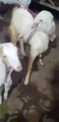 sepasang bakalan kambing etawa senduro 5-6 bulanan siap piara ternak