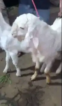 sepasang bakalan kambing etawa senduro 5-6 bulanan siap ternak piara