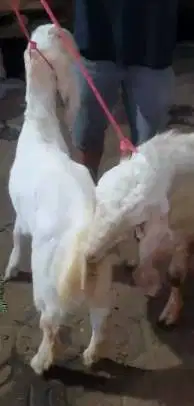 sepasang bakalan kambing etawa senduro 5-6 bulanan siap ternak piara