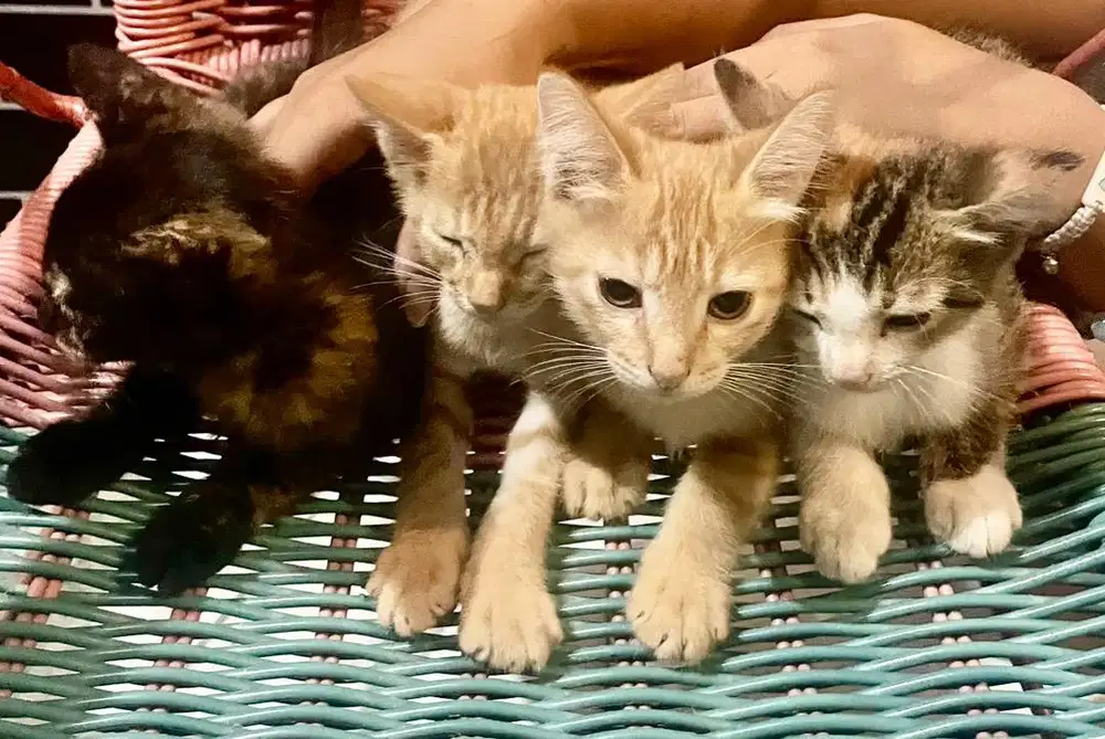 Adopsi anak kucing Campuran Anggora lokal