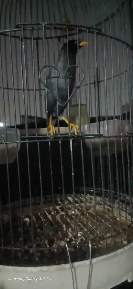 Jala kebo rajin deker