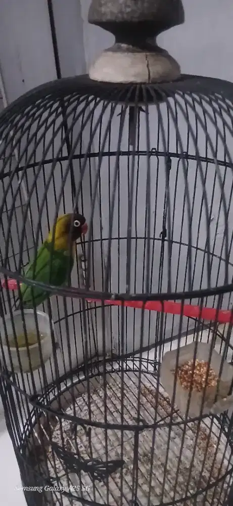 Love bird dacocan