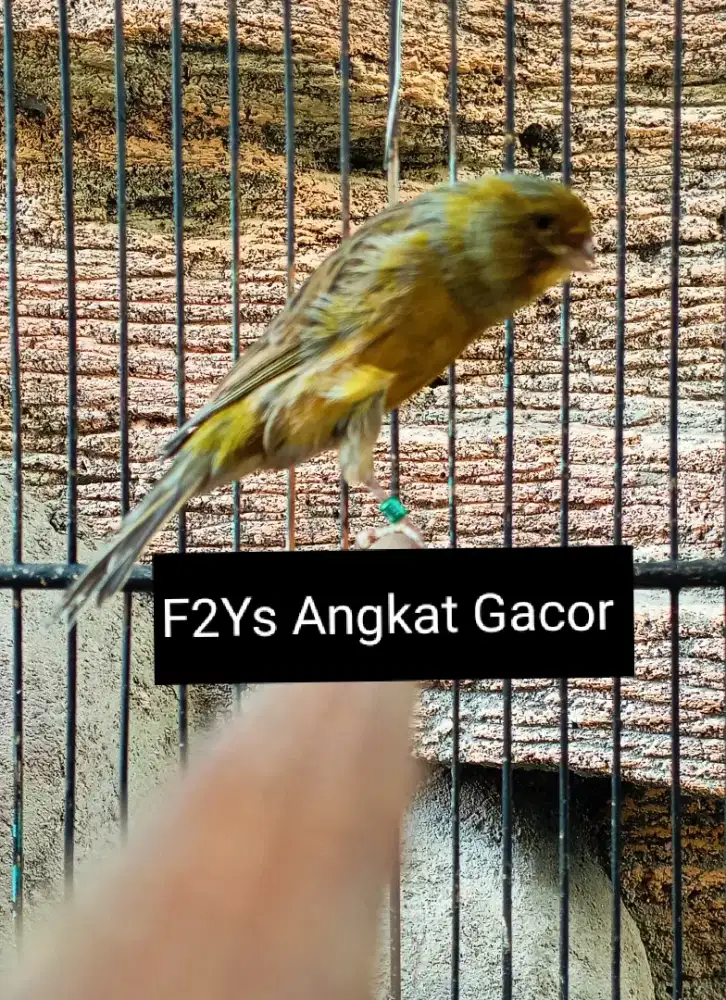 Kenari F2ys Angkat Gacor