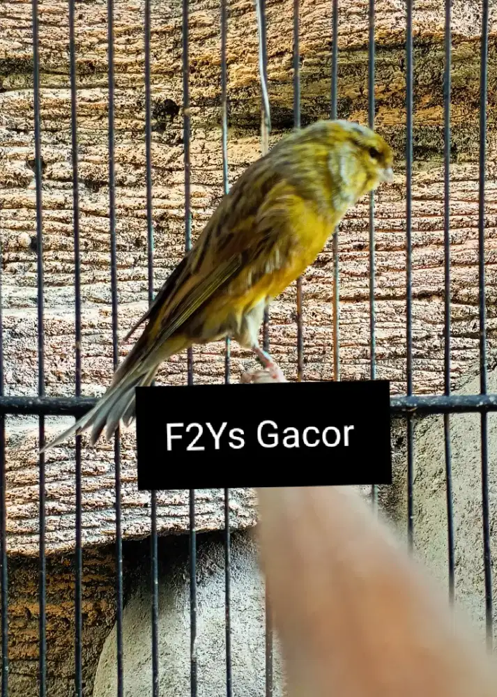 Kenari F2Ys Gacor