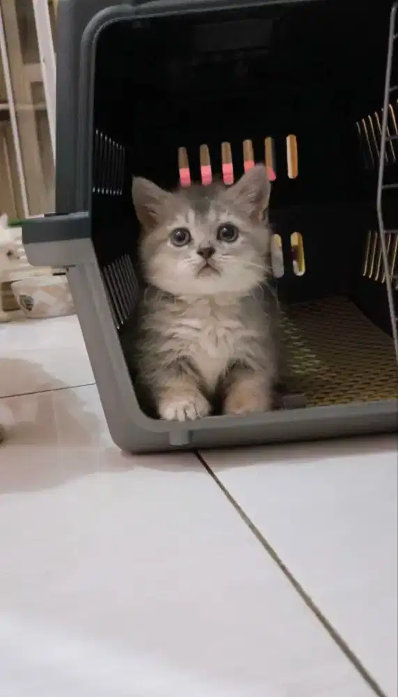 Munchkin bsh jantan