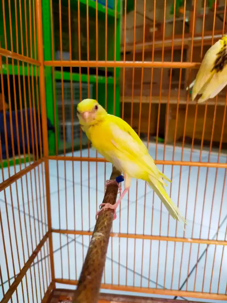 Burung kenari trah sf paud/anak gembling