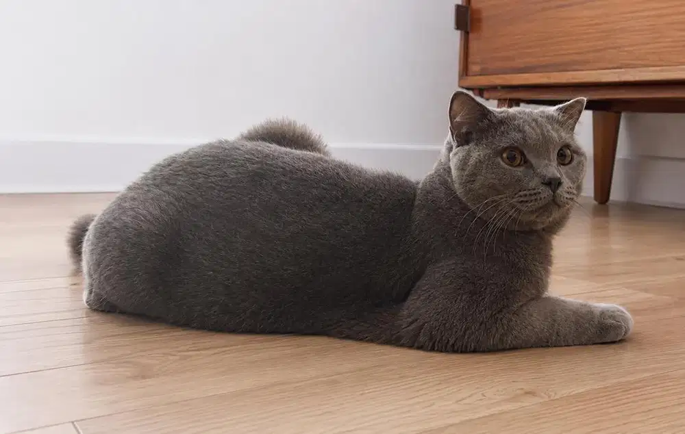 Kucing bsh x Scottish fold bsh blue betina kitten cat