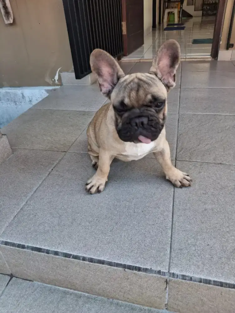 French bulldog Fawn Male