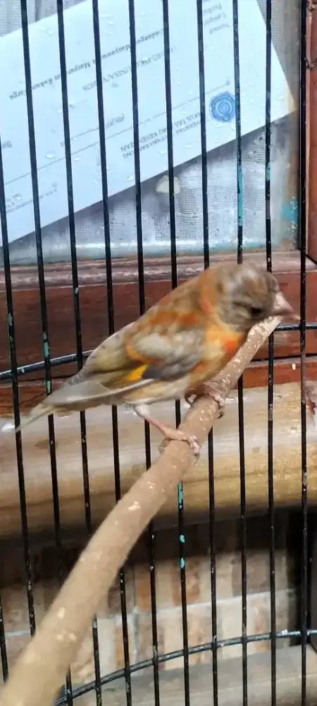 Sepasang burung dilute siskin remaja mau mutasi