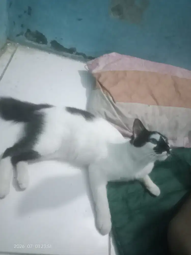 Kucing keturunan anggora + tenda + tas kucing