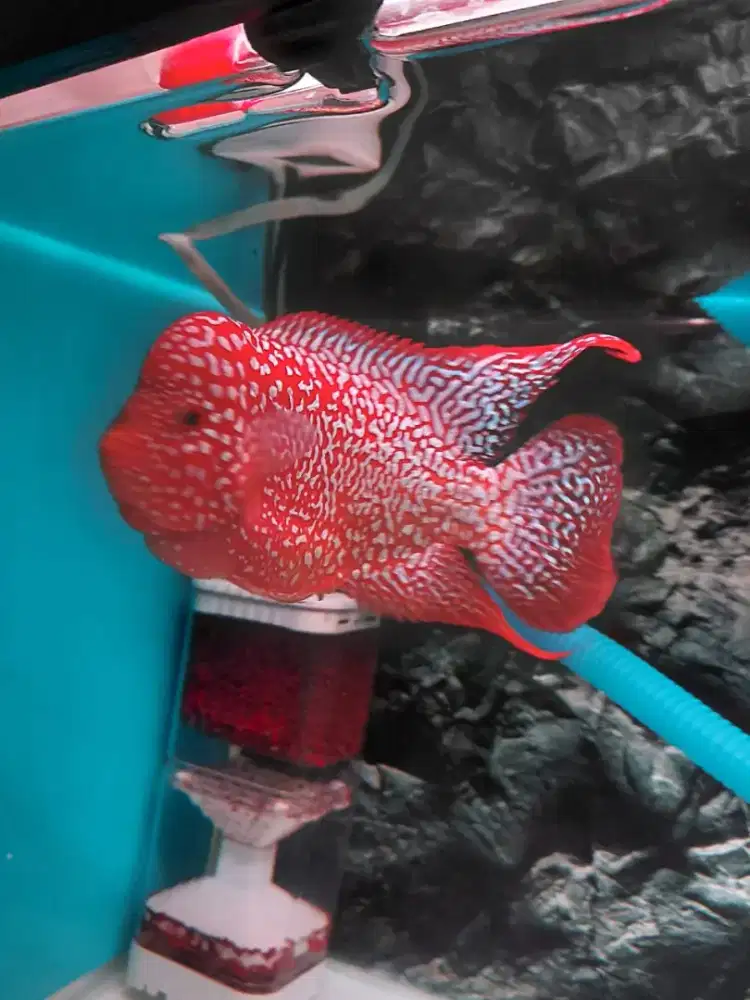 Ikan Louhan GB Golden Base