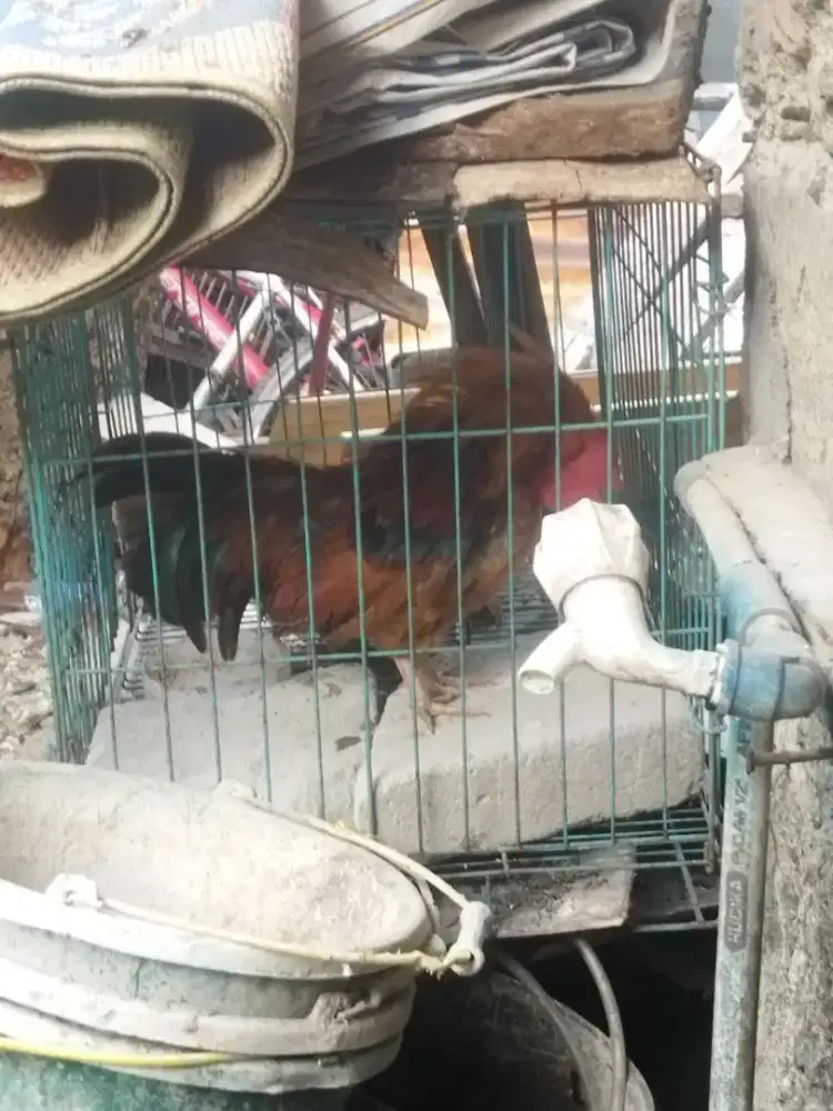 ÀYAM KATE TIGA PASANG