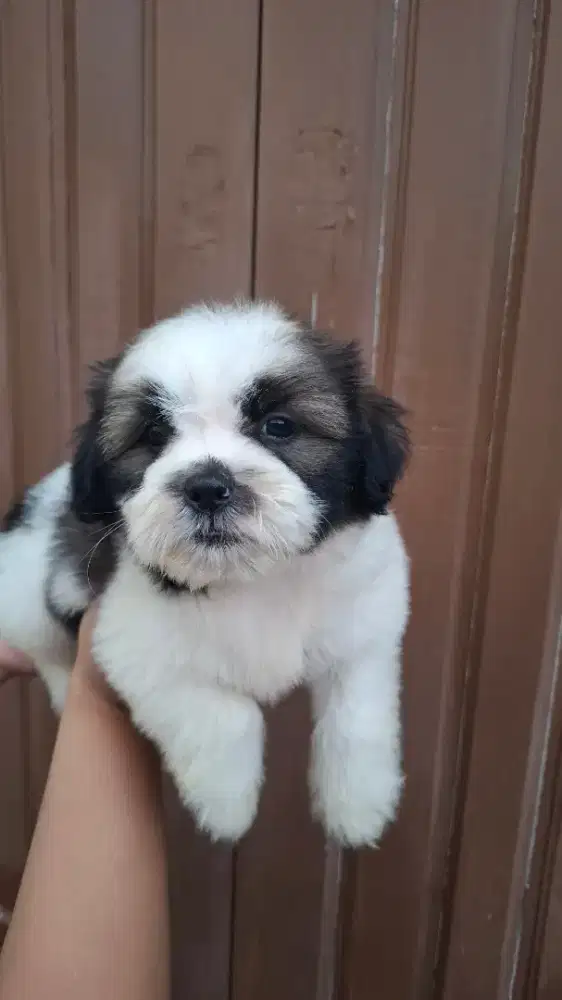 SHIHPOO ( SHIH TZU X POODLE)