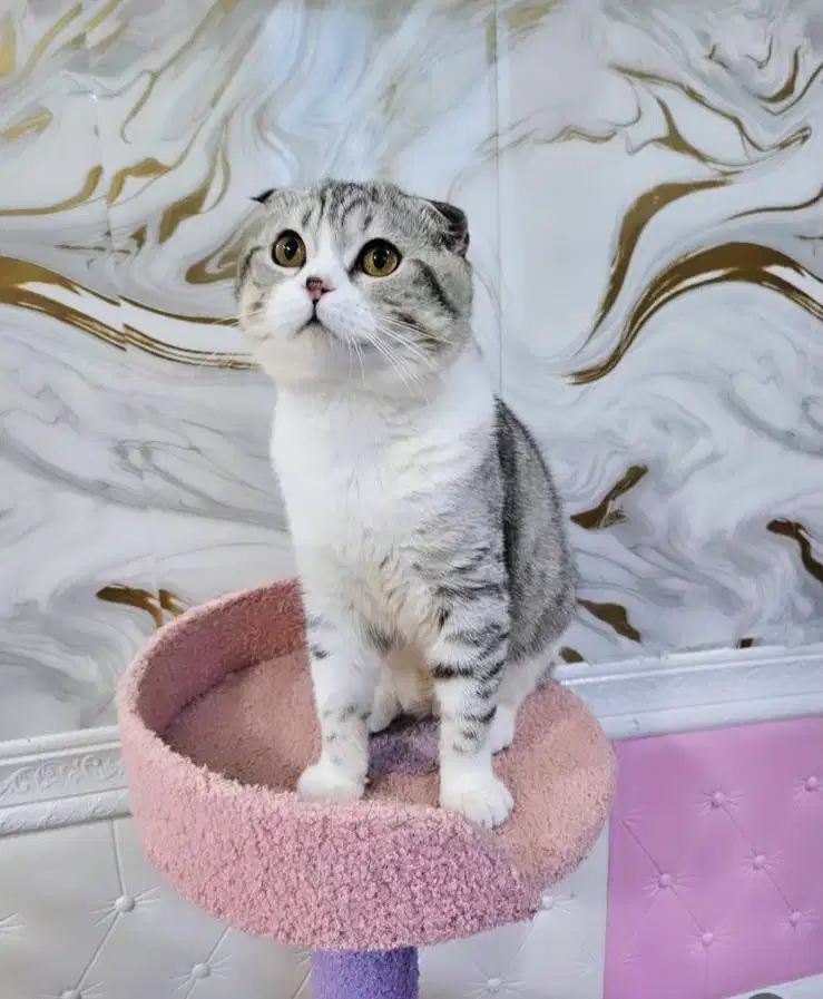 Kucing scottish fold x british shorthair jantan