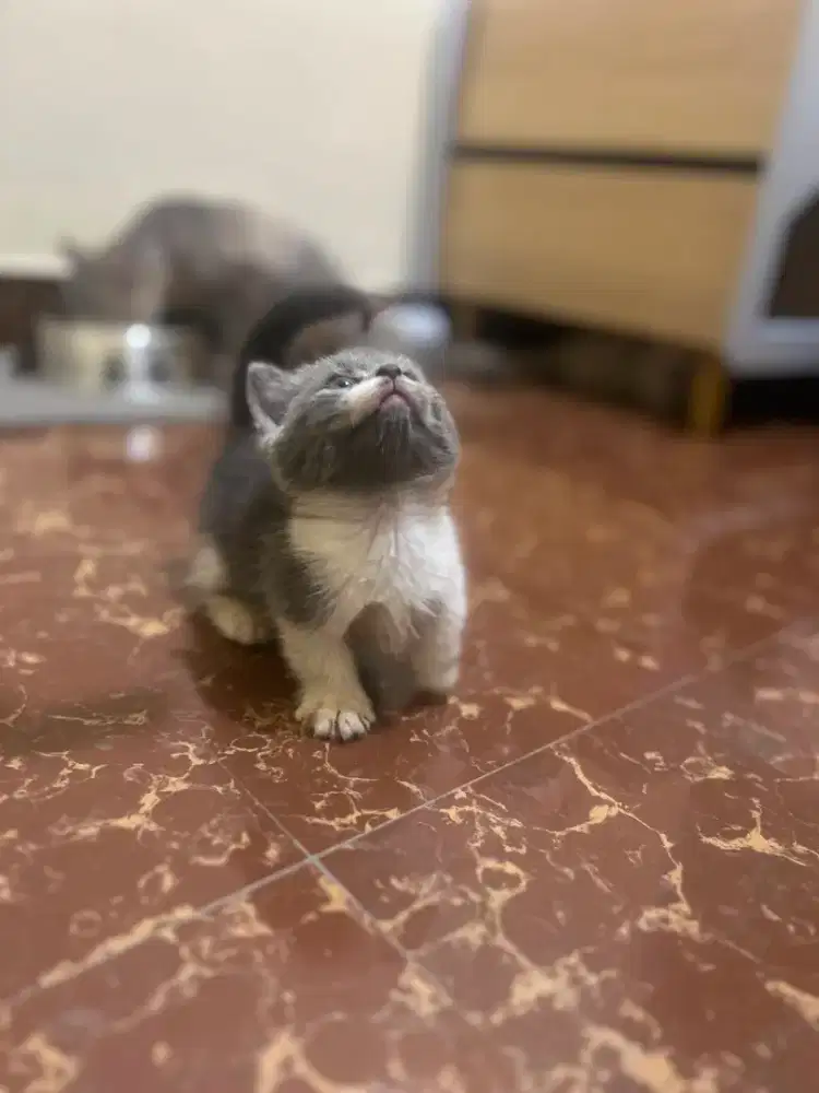 Munchkin betina