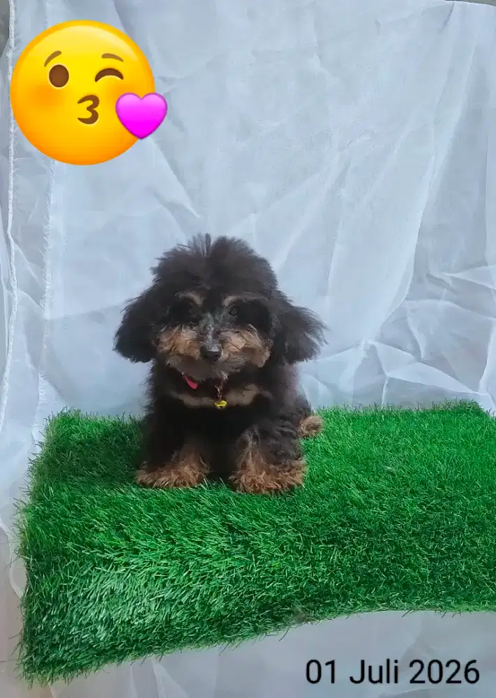 Male Choco Black Toy Poodle