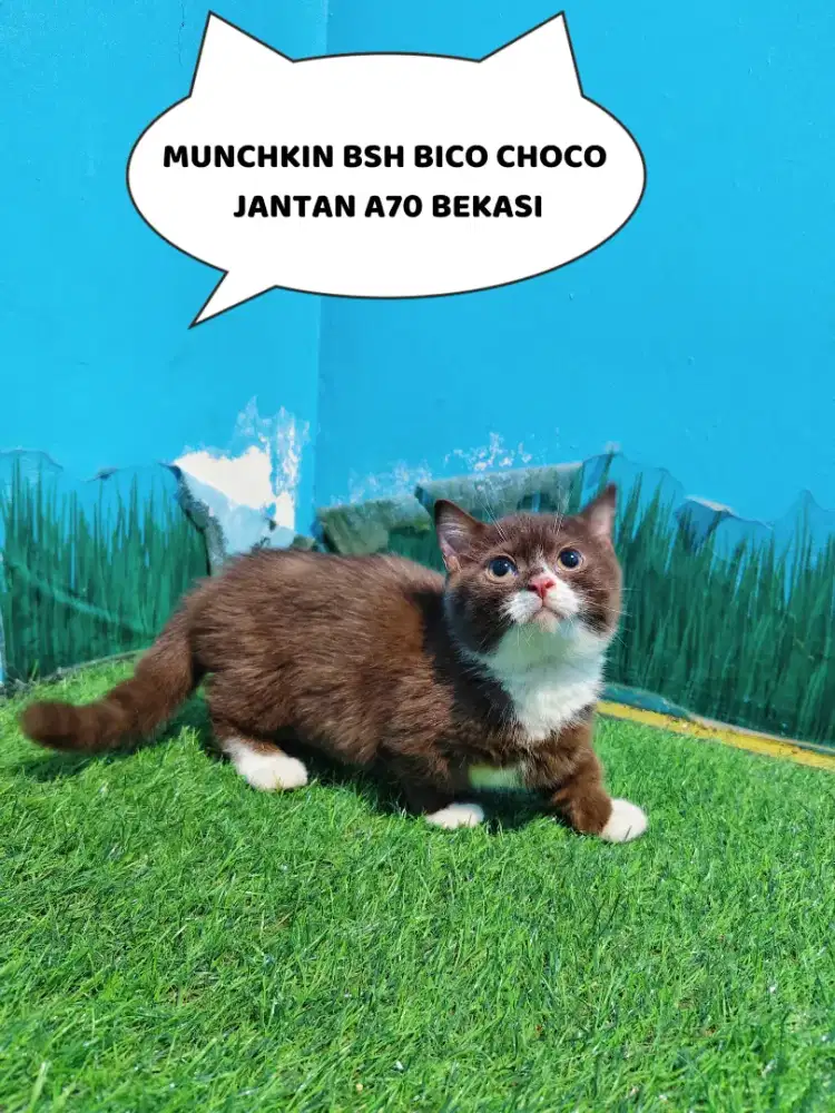 KITTEN MUNCHKIN BSH BICO CHOCO CINNAMON JANTAN