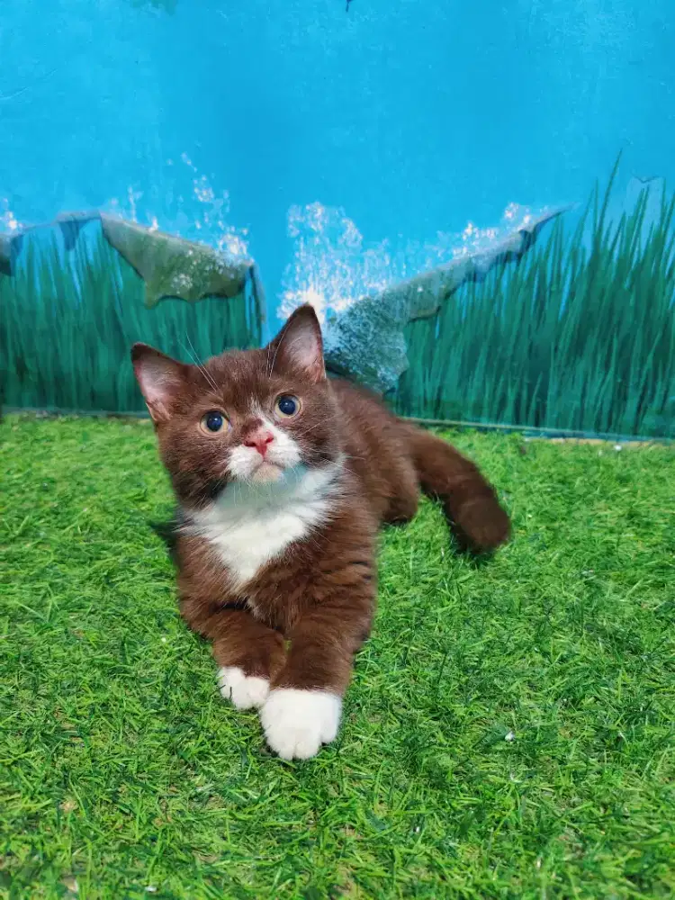 KITTEN MUNCHKIN BSH BICO CHOCO CINNAMON JANTAN