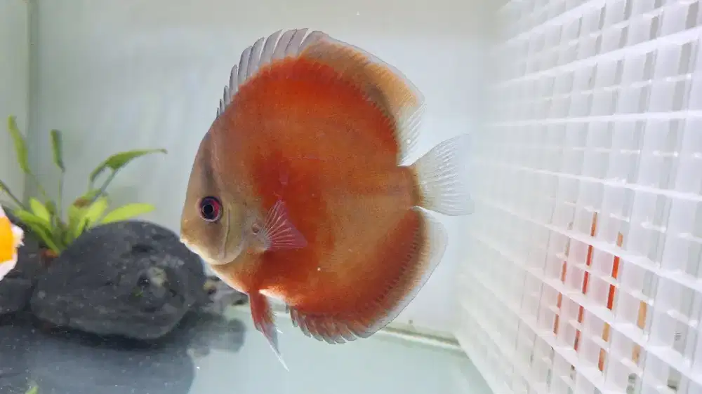 Jual ikan Discus