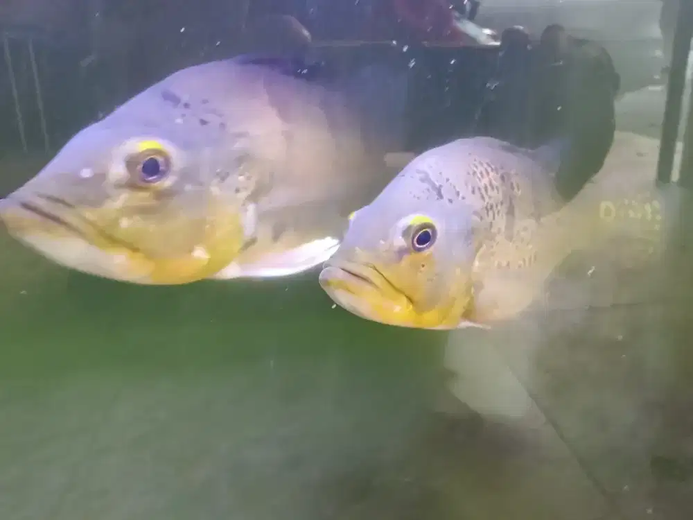 Dijual cepat ikan peacock bass