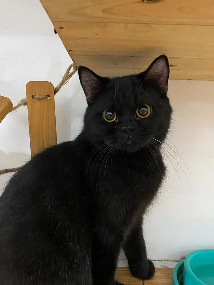 Black cat mix mama bsh papa persia
